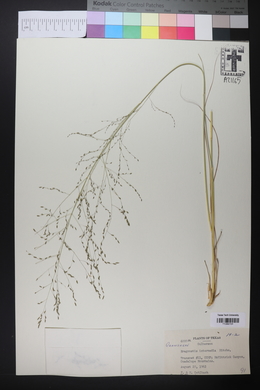 Eragrostis intermedia image