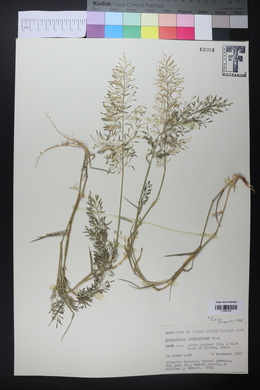 Eragrostis lehmanniana image