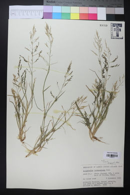 Eragrostis lehmanniana image