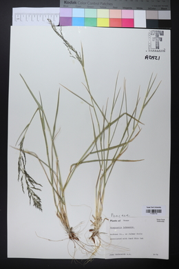 Eragrostis lehmanniana image