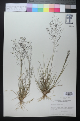 Eragrostis lugens image