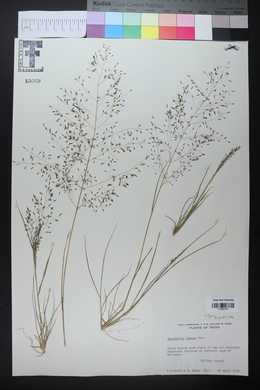 Eragrostis lugens image