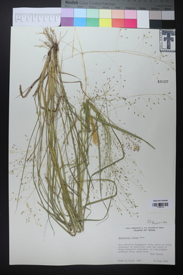 Eragrostis lugens image