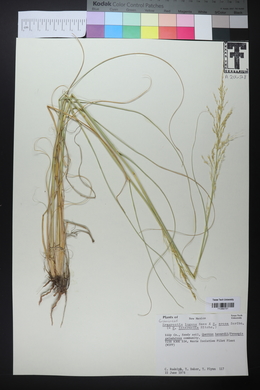 Eragrostis lugens image