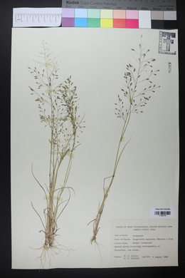 Eragrostis mexicana image