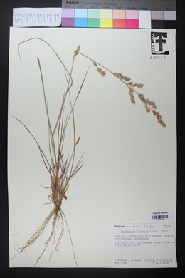 Eragrostis secundiflora image