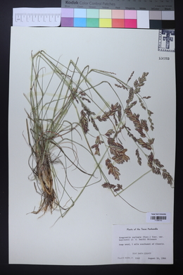 Eragrostis beyrichii image