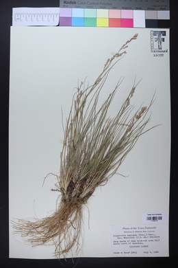 Eragrostis beyrichii image