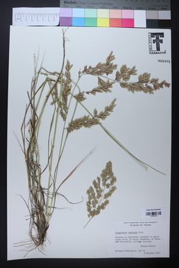 Eragrostis secundiflora image