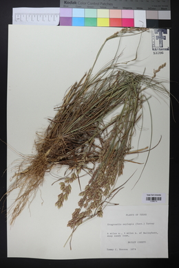 Eragrostis secundiflora image