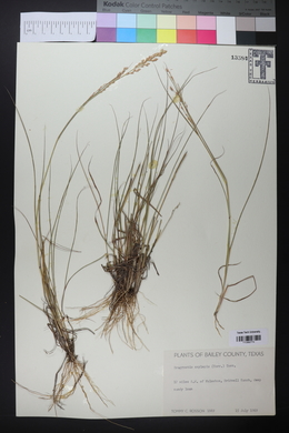 Eragrostis secundiflora image