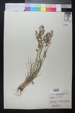 Eragrostis secundiflora image