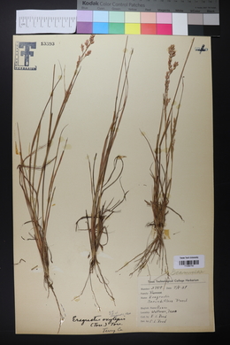 Eragrostis secundiflora image