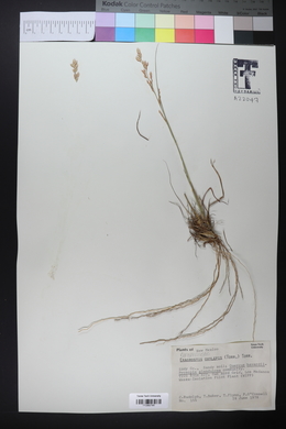 Eragrostis secundiflora image