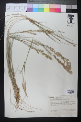 Eragrostis secundiflora subsp. oxylepis image