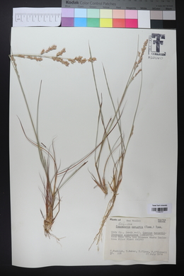 Eragrostis secundiflora image