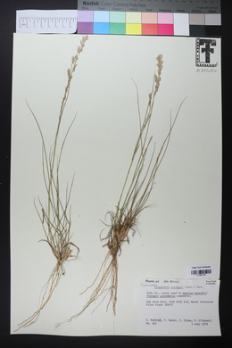 Eragrostis secundiflora image