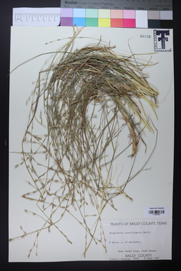 Eragrostis sessilispica image