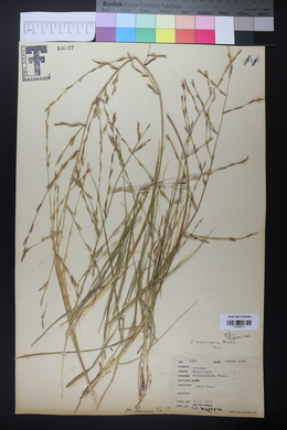 Eragrostis sessilispica image