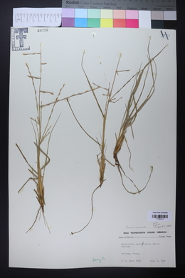 Eragrostis sessilispica image