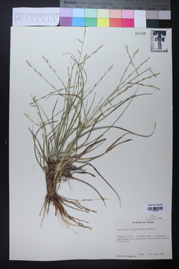 Eragrostis sessilispica image