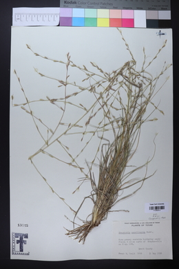 Eragrostis sessilispica image