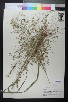 Eragrostis trichodes image