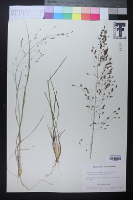 Eragrostis trichodes image