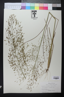 Eragrostis trichodes image