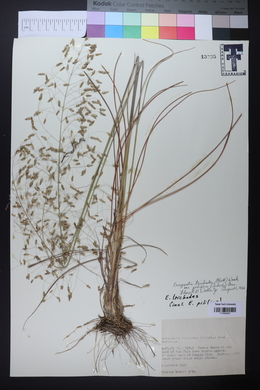 Eragrostis trichodes image