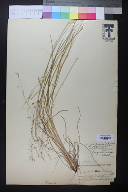 Eragrostis trichodes image