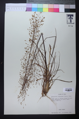 Eragrostis trichodes image