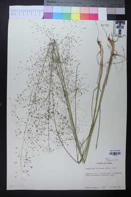 Eragrostis trichodes image