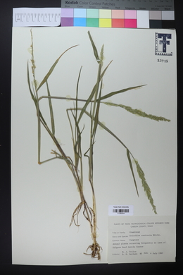 Eriochloa contracta image