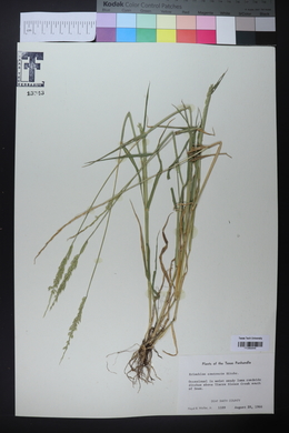 Eriochloa contracta image