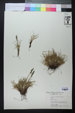 Festuca hephaestophila image