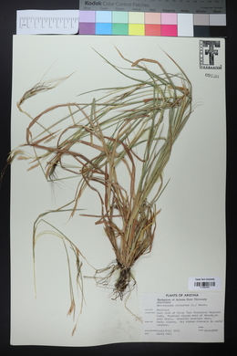 Heteropogon contortus image