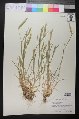 Hordeum pusillum subsp. pusillum image