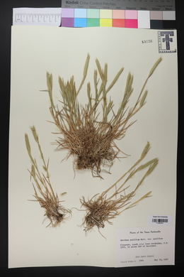 Hordeum pusillum subsp. pusillum image