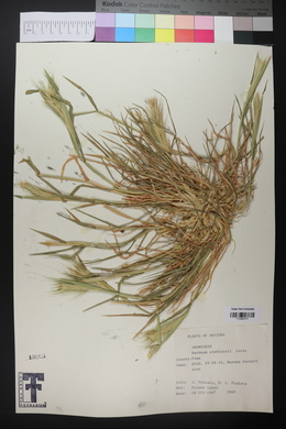 Hordeum murinum image