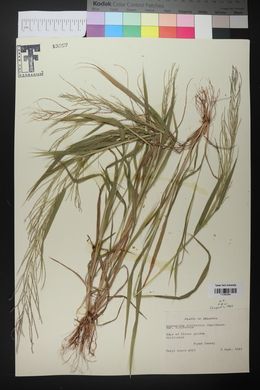 Leptochloa panicea subsp. brachiata image