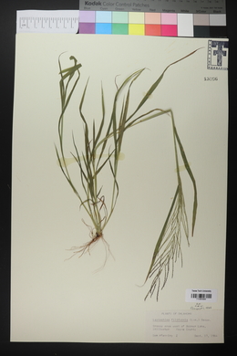 Leptochloa panicea image