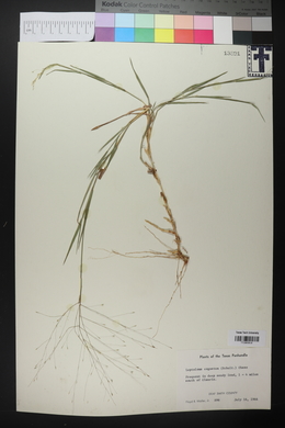 Digitaria cognata image