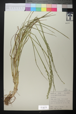 Lolium perenne subsp. multiflorum image