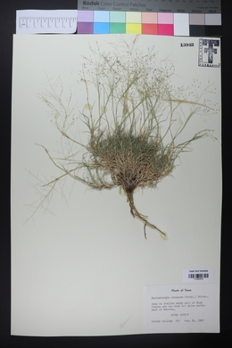 Muhlenbergia arenacea image