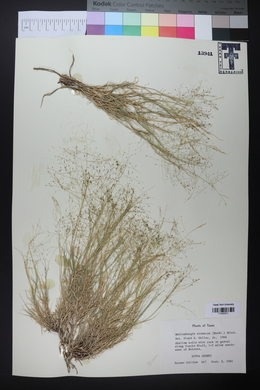 Muhlenbergia arenacea image