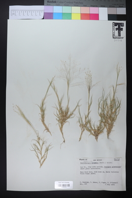 Muhlenbergia arenacea image