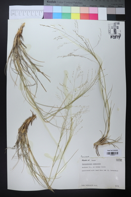 Muhlenbergia arenacea image