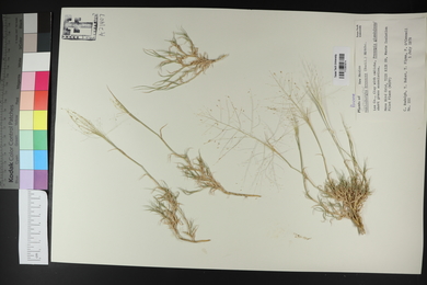 Muhlenbergia arenacea image