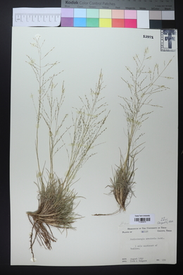 Muhlenbergia arenicola image